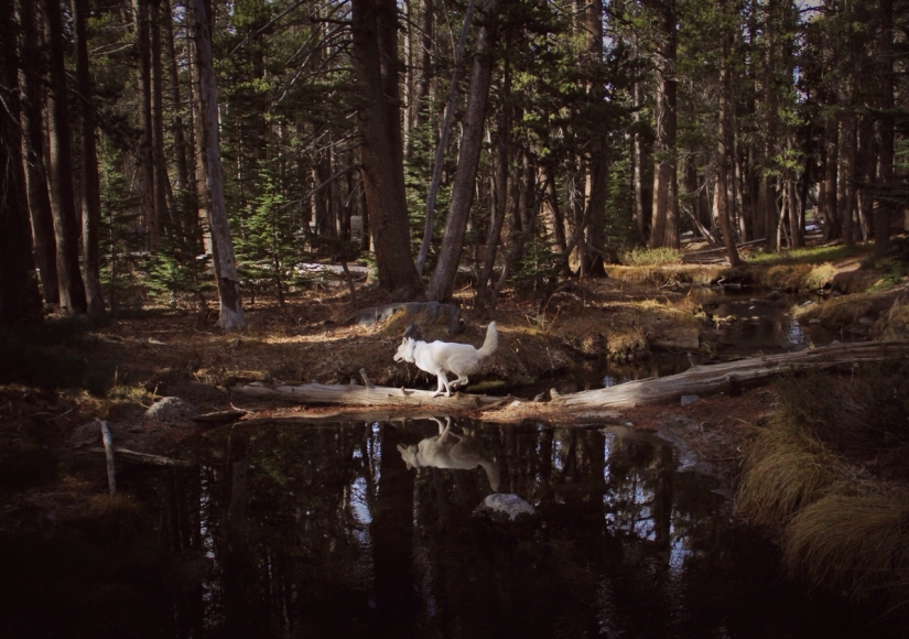 Los viajes de John y su lobo husky Los viajes de John y su lobo husky