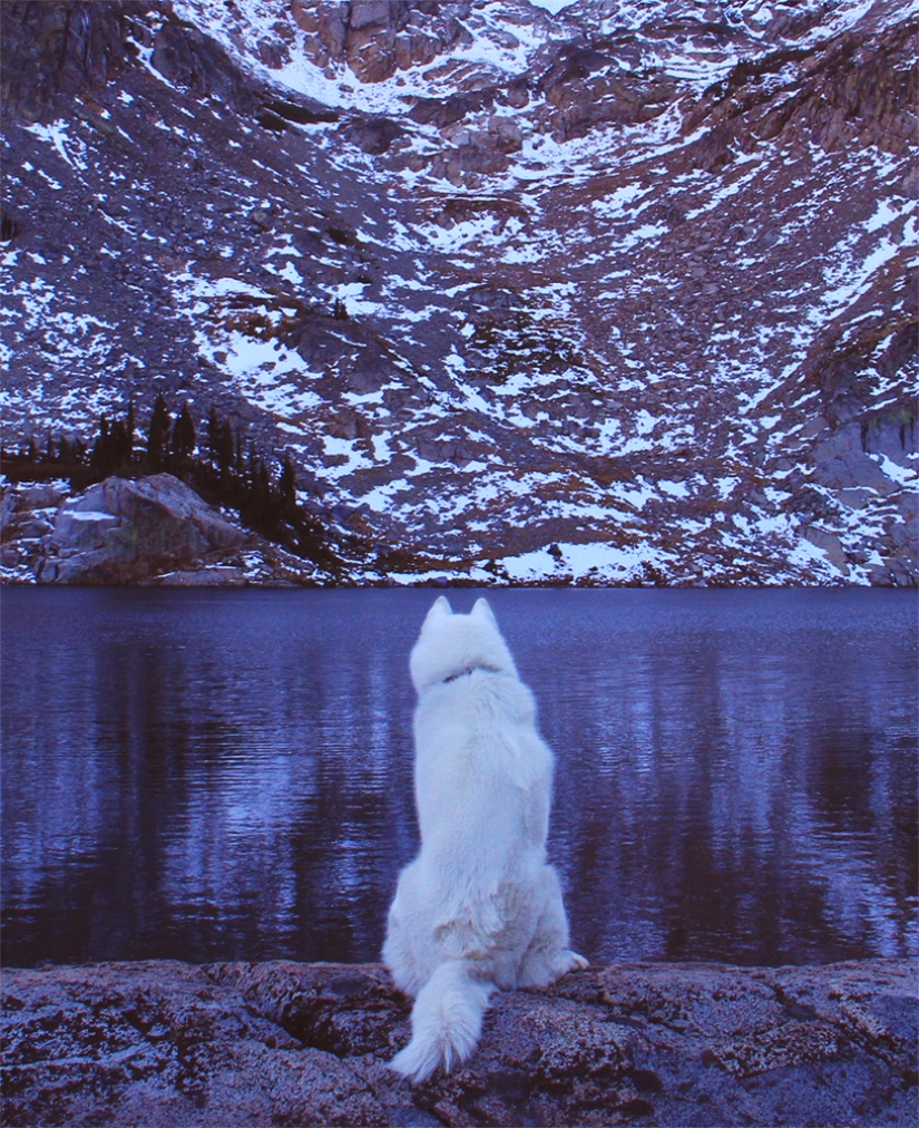 Los viajes de John y su lobo husky Los viajes de John y su lobo husky