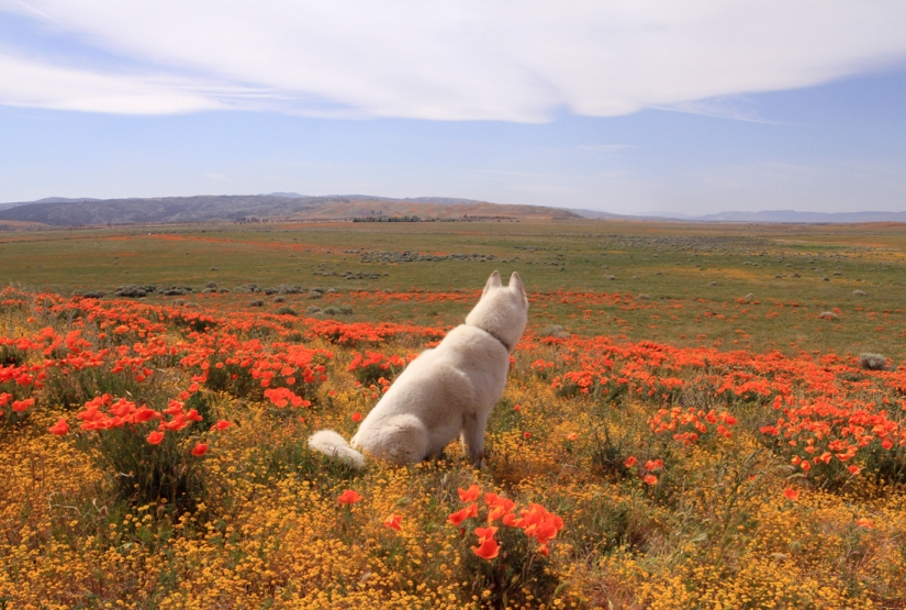 Los viajes de John y su lobo husky Los viajes de John y su lobo husky