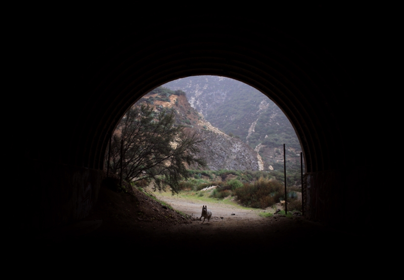 Los viajes de John y su lobo husky Los viajes de John y su lobo husky