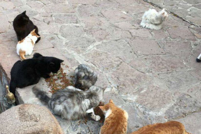 Lost cat returns to Iraqi refugee family after traveling halfway around the world