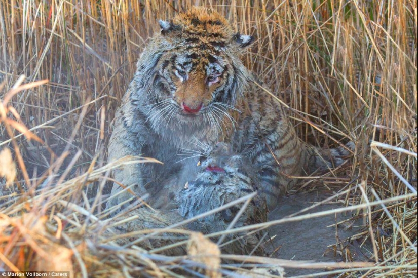 Lucha Territorial: Lucha Sangrienta de Dos Tigres