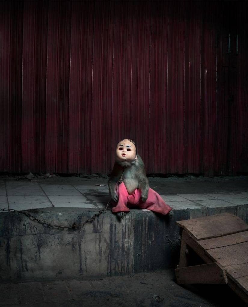 Macacos con máscaras: una vista espeluznante Macacos con máscaras: una vista espeluznante