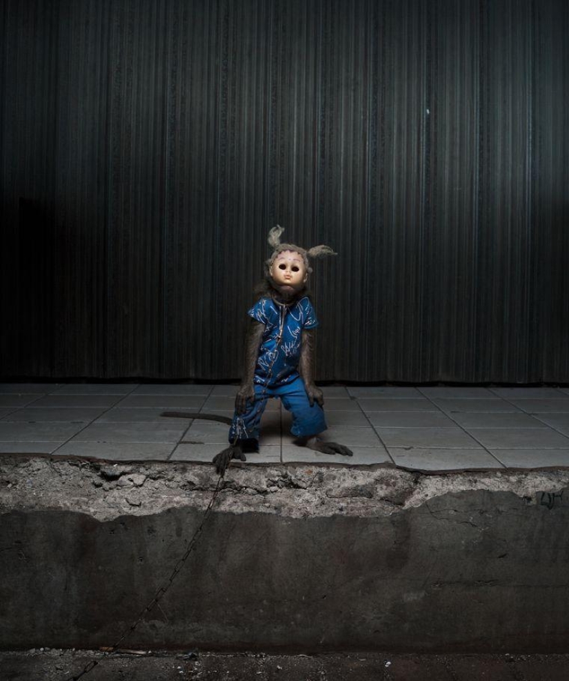 Macaques in masks - an eerie sight Macaques in masks - an eerie sight