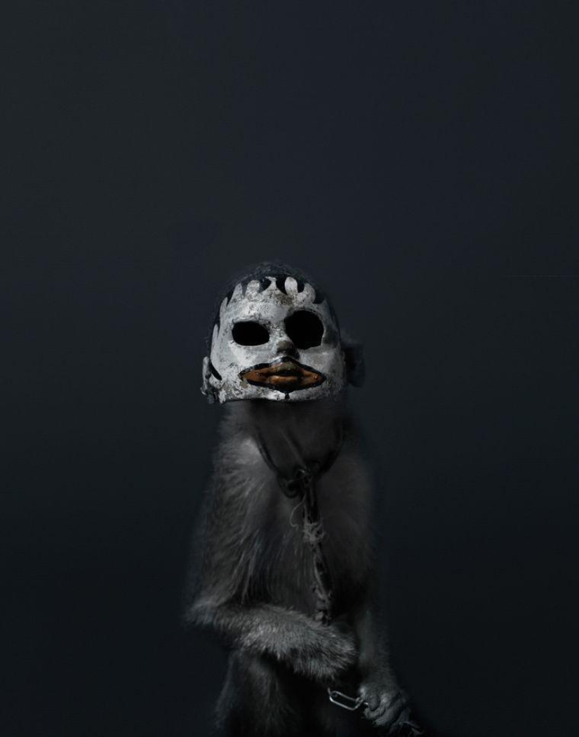 Macaques in masks - an eerie sight Macaques in masks - an eerie sight