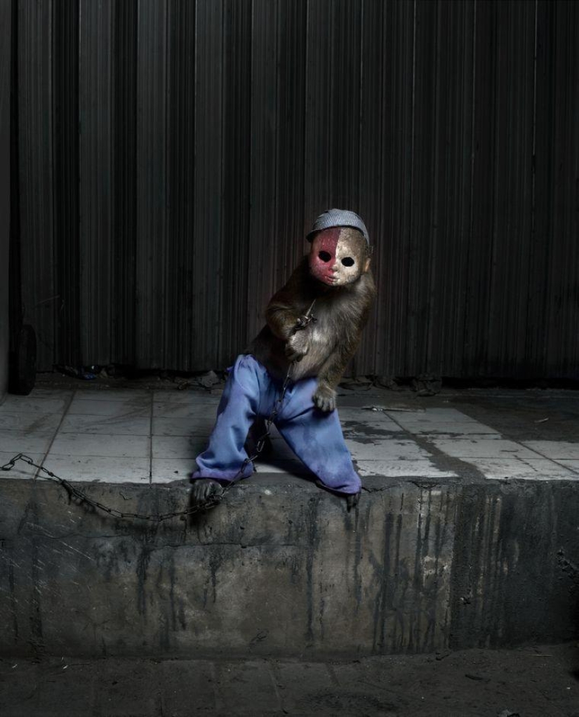 Macaques in masks - an eerie sight Macaques in masks - an eerie sight