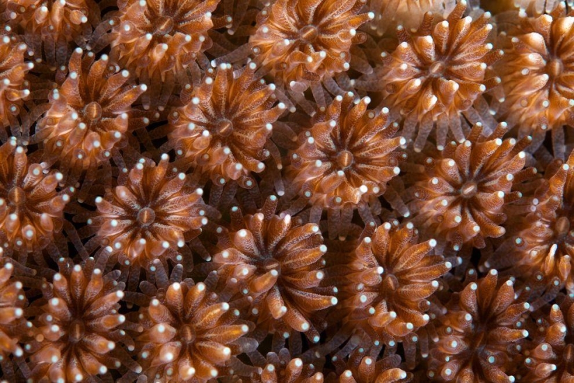 Macro photography of corals