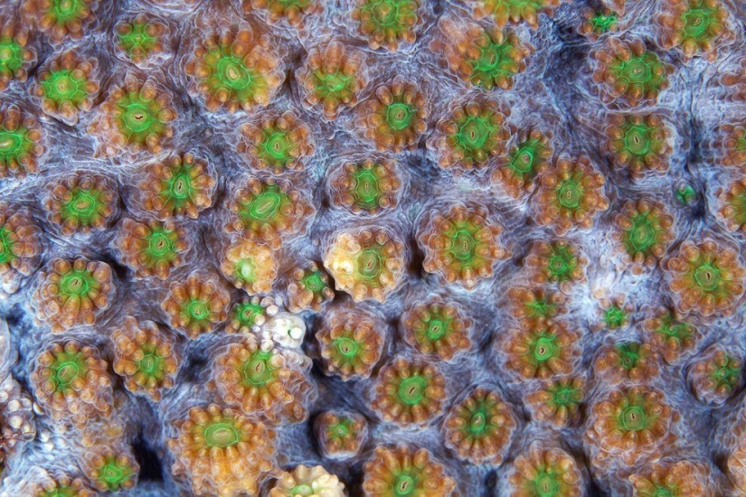 Macro photography of corals