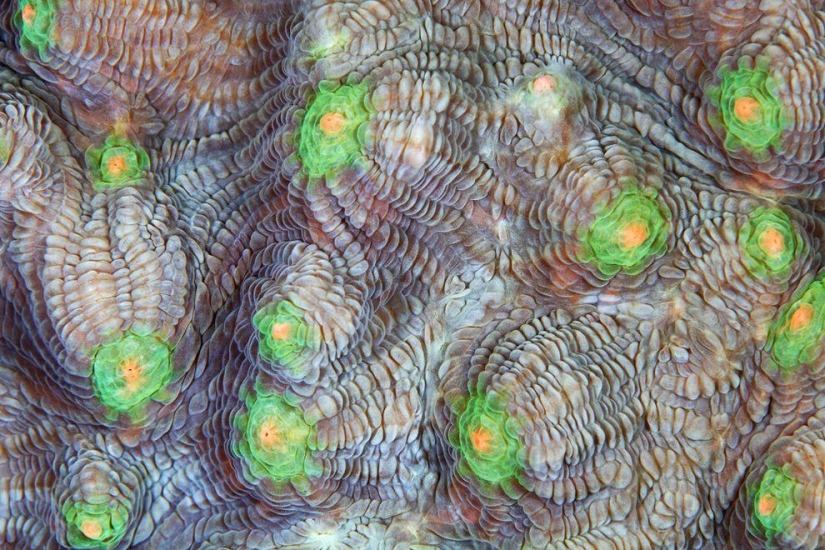 Macro photography of corals