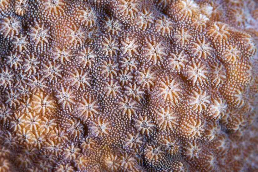 Macro photography of corals