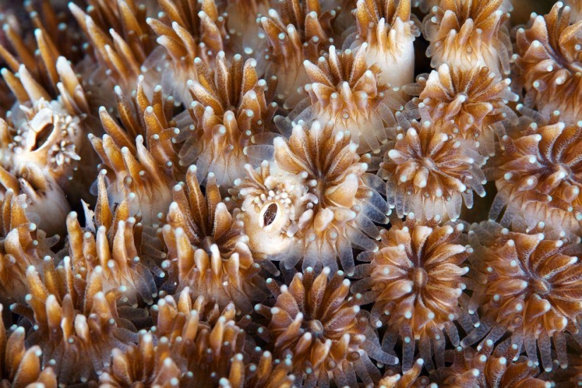 Macro photography of corals