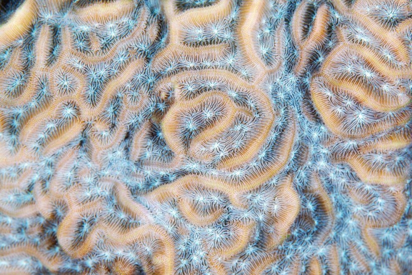 Macro photography of corals