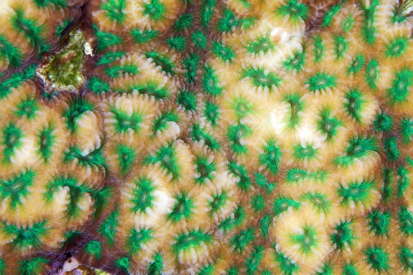 Macro photography of corals