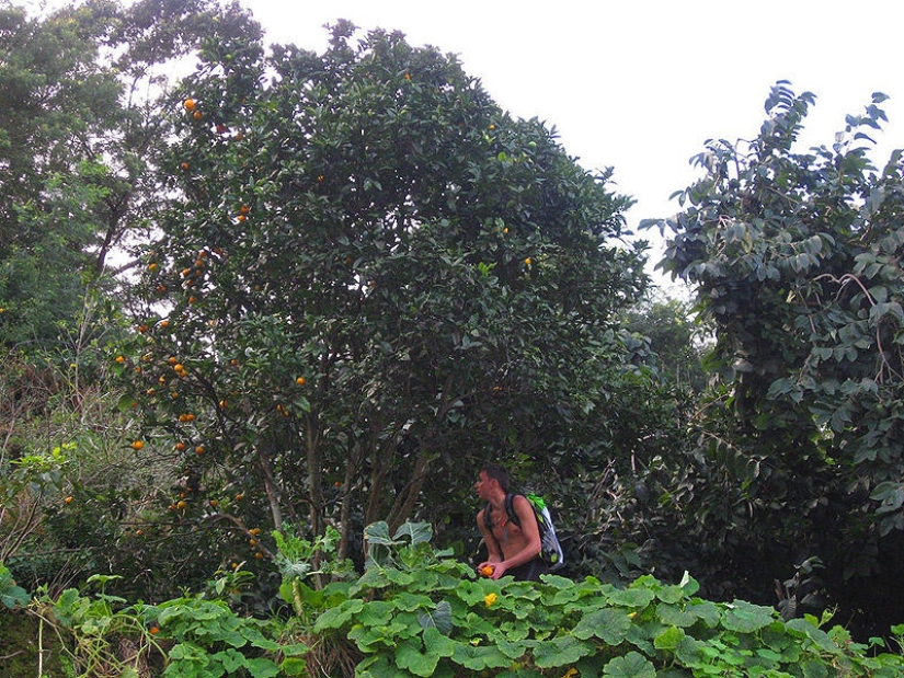 Madeira. Caminar de Santana a Funchal Madeira. Caminar de Santana a Funchal