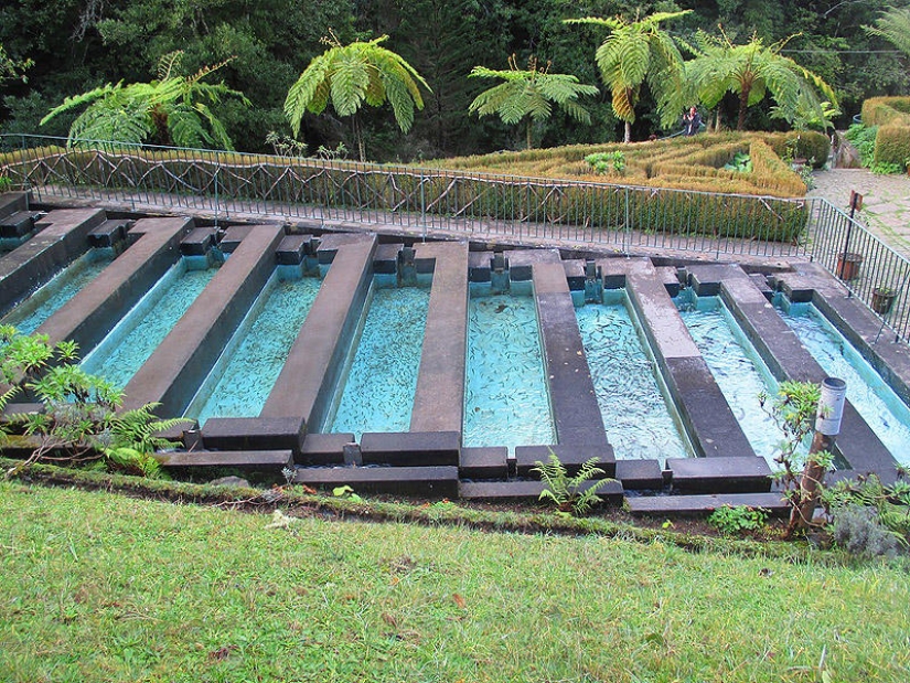 Madeira. Caminar de Santana a Funchal Madeira. Caminar de Santana a Funchal