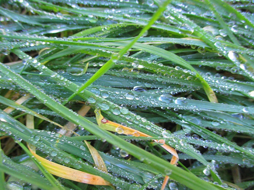 Madeira. Caminar de Santana a Funchal Madeira. Caminar de Santana a Funchal
