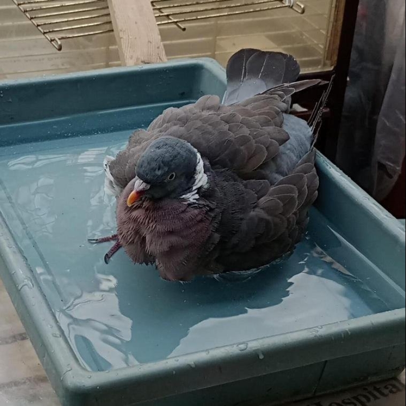 ¡Maestro, aprende! 12 esponjoso peludas mostraron cómo escapar del calor