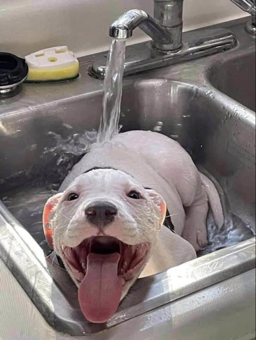 ¡Maestro, aprende! 12 esponjoso peludas mostraron cómo escapar del calor