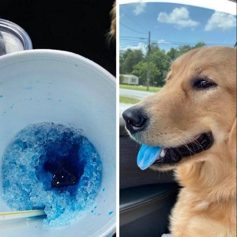 ¡Maestro, aprende! 12 esponjoso peludas mostraron cómo escapar del calor