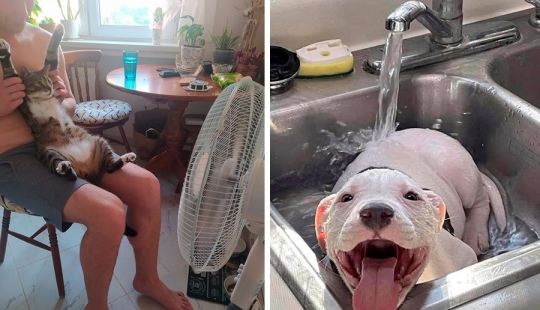 ¡Maestro, aprende! 12 esponjoso peludas mostraron cómo escapar del calor