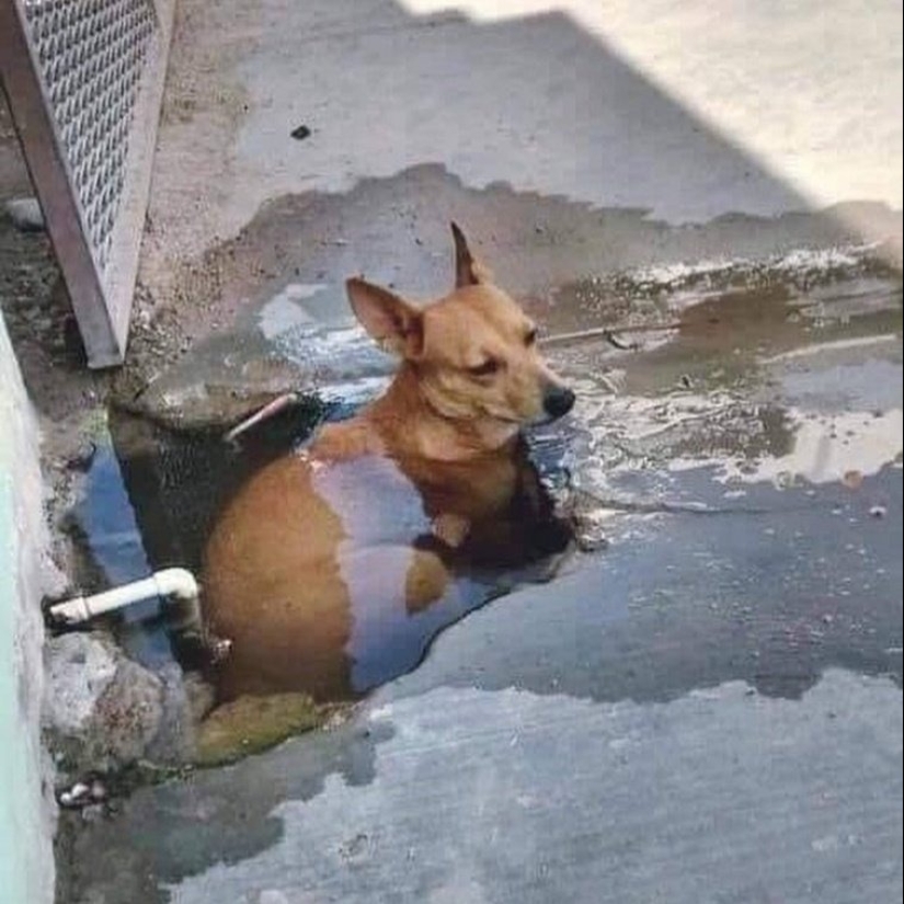 ¡Maestro, aprende! 12 esponjoso peludas mostraron cómo escapar del calor