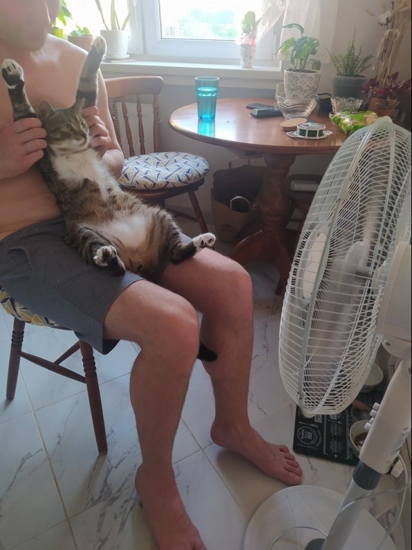 ¡Maestro, aprende! 12 esponjoso peludas mostraron cómo escapar del calor