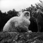 Maestro del dibujo a lápiz - Paul Lang