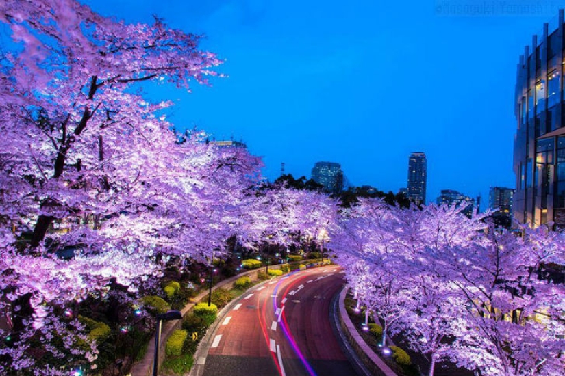 Magical Cherry Blossom Photos from National Geographic Magical Cherry Blossom Photos from National Geographic
