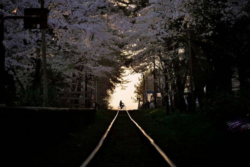 Magical Cherry Blossom Photos from National Geographic Magical Cherry Blossom Photos from National Geographic