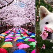 Magical Cherry Blossom Photos from National Geographic