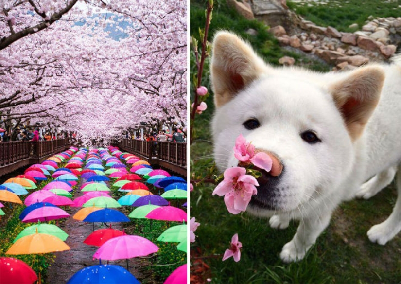 Magical Cherry Blossom Photos from National Geographic Magical Cherry Blossom Photos from National Geographic