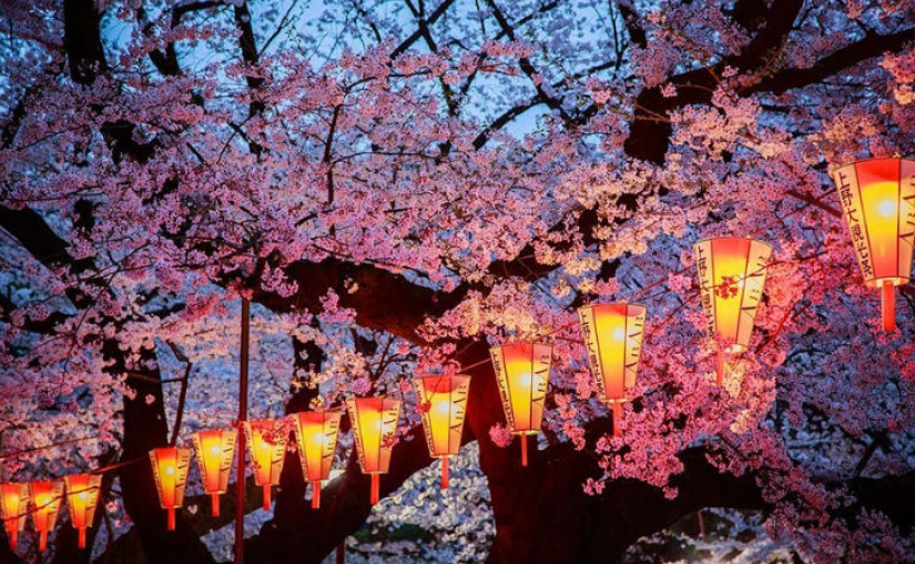 Magical Cherry Blossom Photos from National Geographic Magical Cherry Blossom Photos from National Geographic
