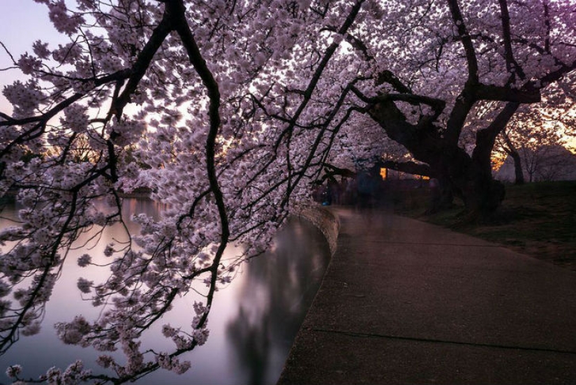 Magical Cherry Blossom Photos from National Geographic Magical Cherry Blossom Photos from National Geographic