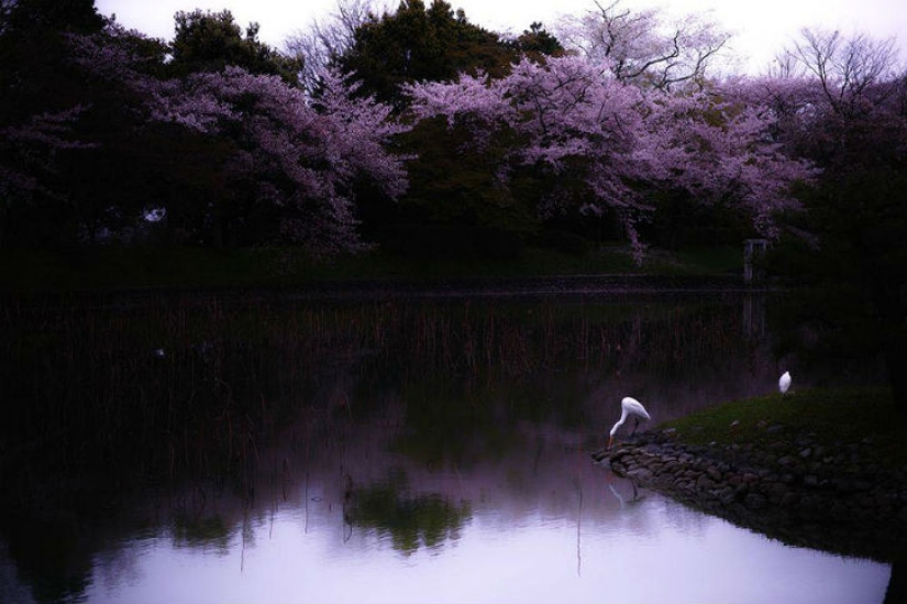 Magical Cherry Blossom Photos from National Geographic Magical Cherry Blossom Photos from National Geographic