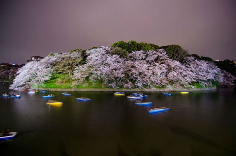 Magical Cherry Blossom Photos from National Geographic Magical Cherry Blossom Photos from National Geographic