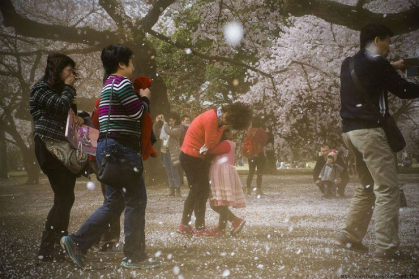 Magical Cherry Blossom Photos from National Geographic Magical Cherry Blossom Photos from National Geographic