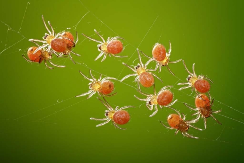 Magnífico primer plano de Shikhei Go