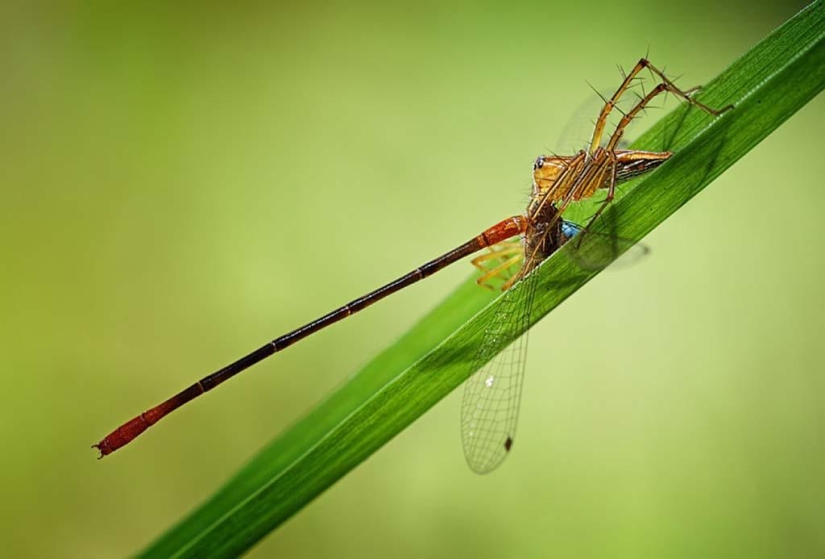 Magnífico primer plano de Shikhei Go