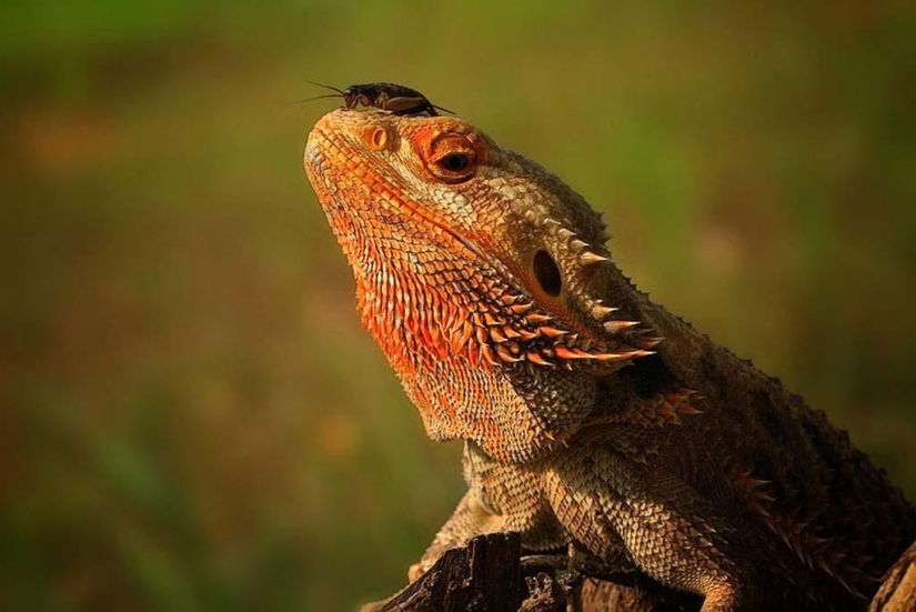 Magnífico primer plano de Shikhei Go