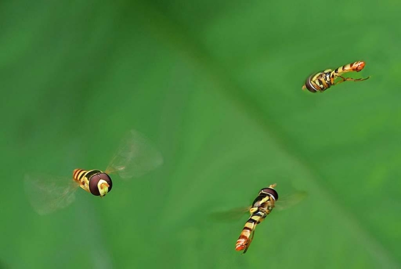 Magnífico primer plano de Shikhei Go