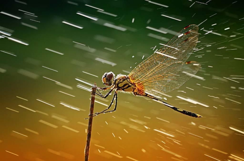 Magnificent close-up of Shikhei Go