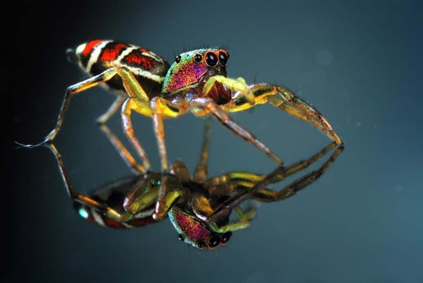 Magnificent close-up of Shikhei Go