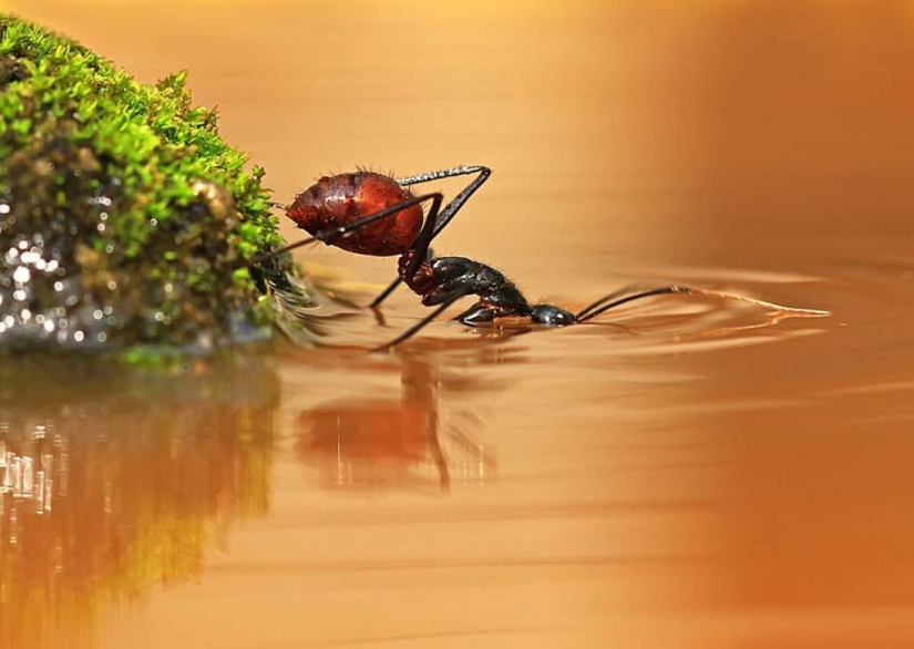 Magnificent close-up of Shikhei Go