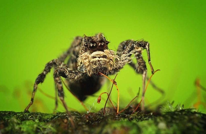 Magnificent close-up of Shikhei Go