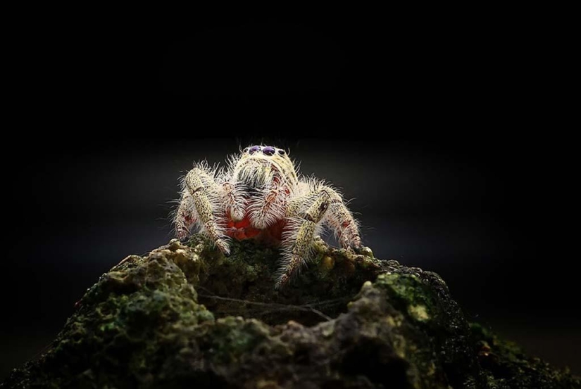 Magnificent close-up of Shikhei Go