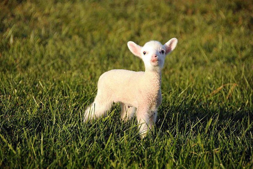 Maisy la oveja adorable Maisy la oveja adorable