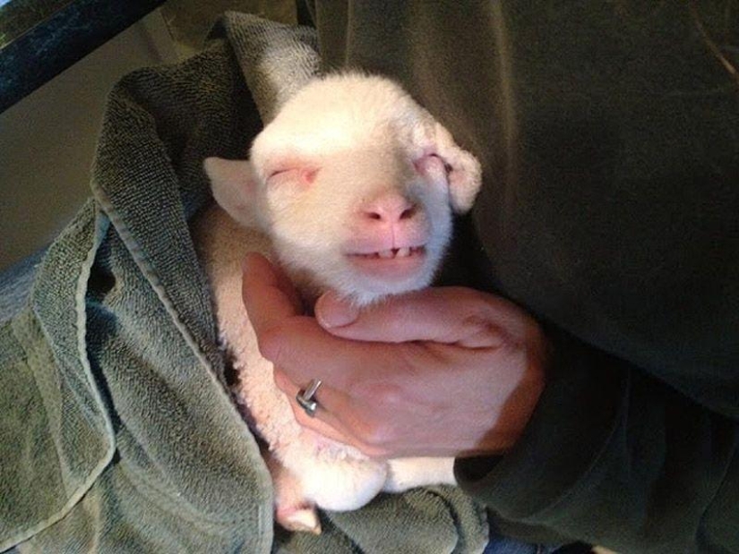 Maisy la oveja adorable Maisy la oveja adorable