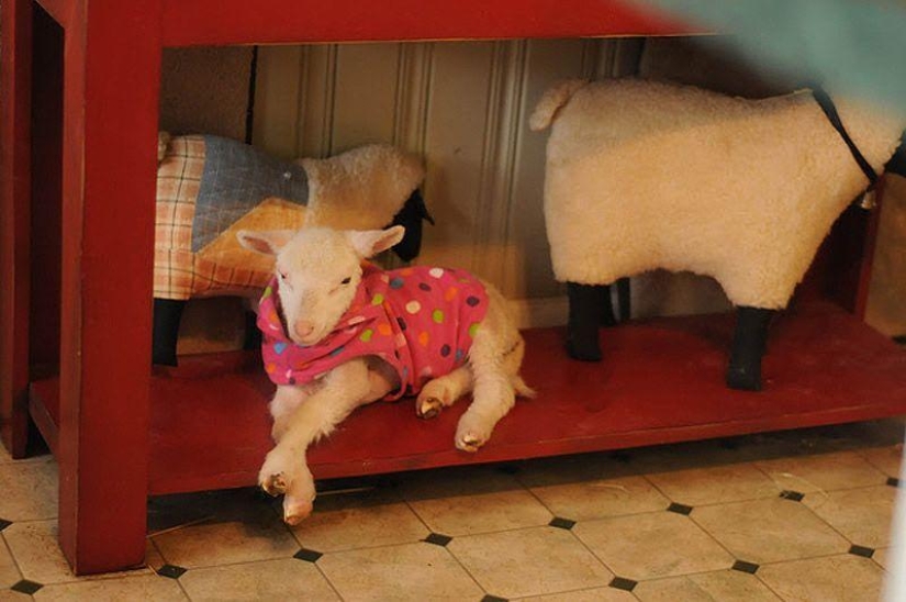 Maisy la oveja adorable Maisy la oveja adorable