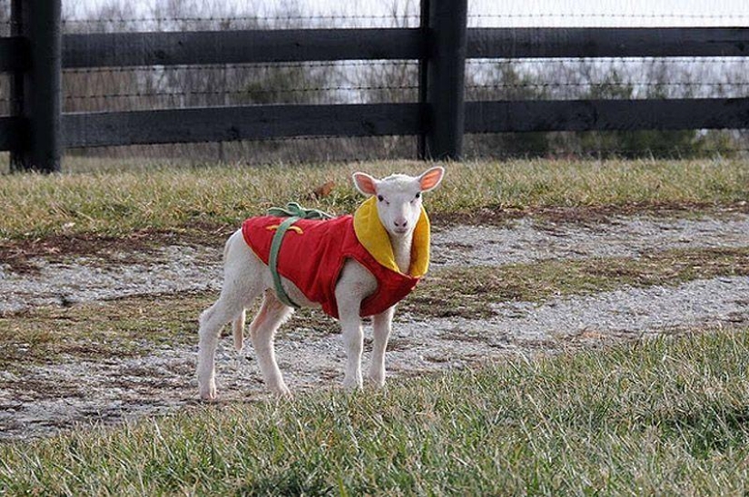 Maisy la oveja adorable Maisy la oveja adorable