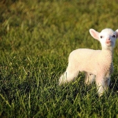 Maisy la oveja adorable